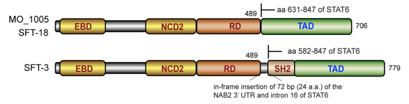 Diagramm der NAB2-STAT6 Fusion in solitären fibrösen Pleuratumoren.